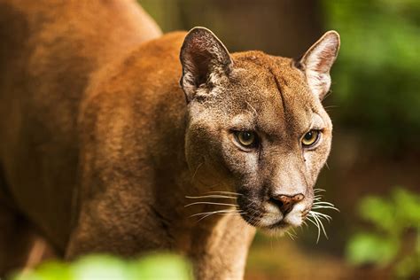 cougar mountain lion|photos of cougars mountain lions.